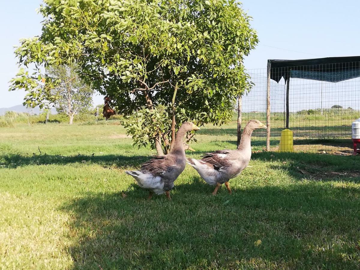Agriturismo Le Folaghe แตร์ราชินา ภายนอก รูปภาพ